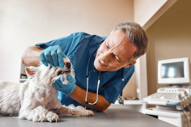 Best Emergency Care for Gum Disease in Spencerville, OH